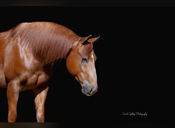 American Quarter Horse, Wallach, 5 Jahre, 150 cm, Rotfuchs