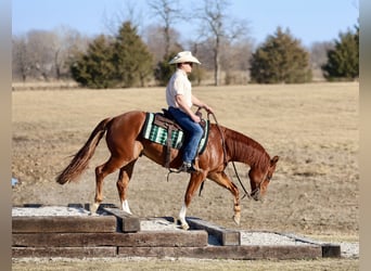 American Quarter Horse, Wallach, 5 Jahre, 150 cm, Rotfuchs