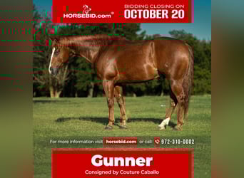 American Quarter Horse, Wallach, 5 Jahre, 150 cm, Rotfuchs