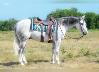 American Quarter Horse, Wallach, 5 Jahre, 150 cm, Schimmel