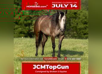 American Quarter Horse, Wallach, 5 Jahre, 150 cm, Schimmel