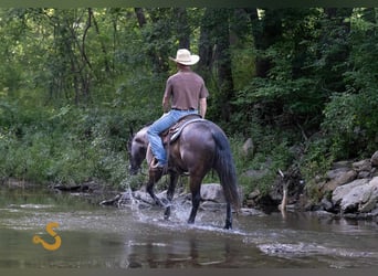 American Quarter Horse, Wallach, 5 Jahre, 150 cm, Schimmel