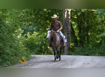 American Quarter Horse, Wallach, 5 Jahre, 150 cm, Schimmel