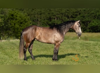American Quarter Horse, Wallach, 5 Jahre, 150 cm, Schimmel