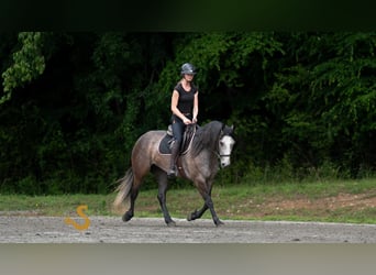 American Quarter Horse, Wallach, 5 Jahre, 150 cm, Schimmel