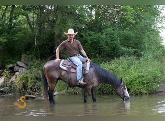 American Quarter Horse, Wallach, 5 Jahre, 150 cm, Schimmel