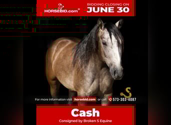 American Quarter Horse, Wallach, 5 Jahre, 150 cm, Schimmel