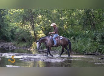 American Quarter Horse, Wallach, 5 Jahre, 150 cm, Schimmel