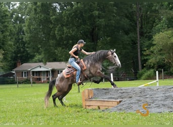 American Quarter Horse, Wallach, 5 Jahre, 150 cm, Schimmel