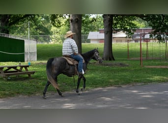 American Quarter Horse, Wallach, 5 Jahre, 150 cm, Schimmel