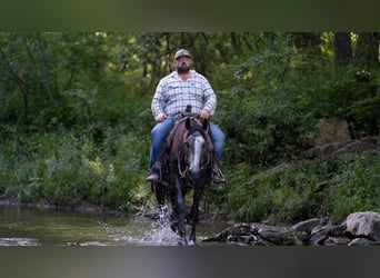 American Quarter Horse, Wallach, 5 Jahre, 150 cm, Schimmel