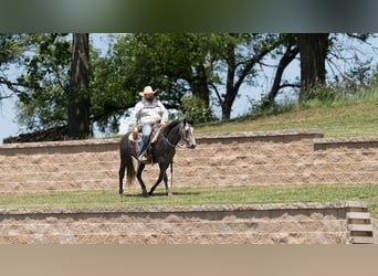 American Quarter Horse, Wallach, 5 Jahre, 150 cm, Schimmel