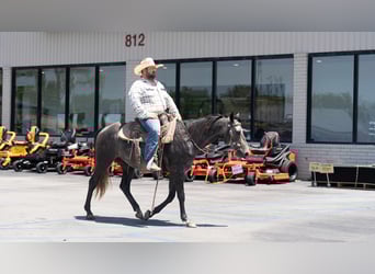 American Quarter Horse, Wallach, 5 Jahre, 150 cm, Schimmel