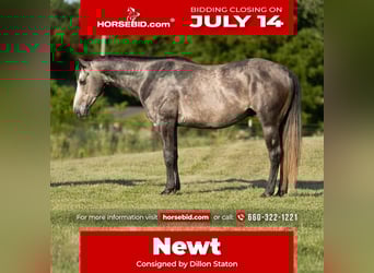 American Quarter Horse, Wallach, 5 Jahre, 150 cm, Schimmel