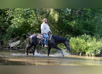 American Quarter Horse, Wallach, 5 Jahre, 150 cm, Schimmel