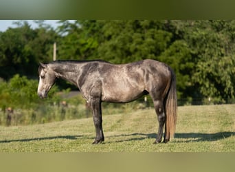 American Quarter Horse, Wallach, 5 Jahre, 150 cm, Schimmel