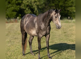 American Quarter Horse, Wallach, 5 Jahre, 150 cm, Schimmel