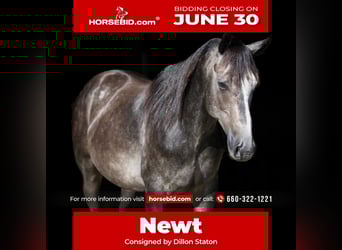 American Quarter Horse, Wallach, 5 Jahre, 150 cm, Schimmel