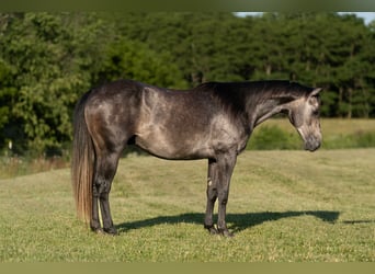American Quarter Horse, Wallach, 5 Jahre, 150 cm, Schimmel