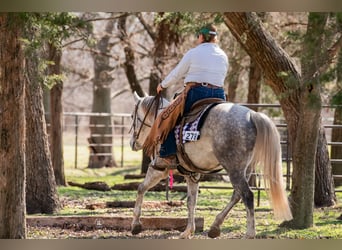 American Quarter Horse, Wallach, 5 Jahre, 150 cm, Schimmel