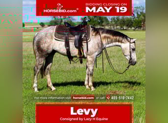 American Quarter Horse, Wallach, 5 Jahre, 150 cm, Schimmel