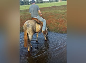 American Quarter Horse, Wallach, 5 Jahre, 150 cm, Schimmel