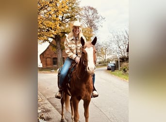 American Quarter Horse Mix, Wallach, 5 Jahre, 151 cm, Fuchs