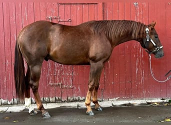 American Quarter Horse, Wallach, 5 Jahre, 151 cm, Fuchs