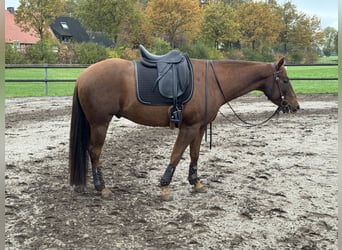 American Quarter Horse, Wallach, 5 Jahre, 151 cm, Fuchs