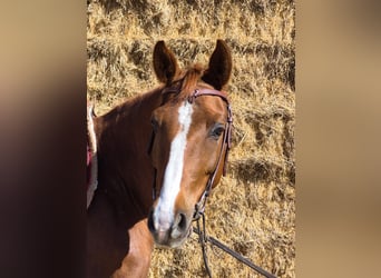 American Quarter Horse, Wallach, 5 Jahre, 151 cm, Fuchs