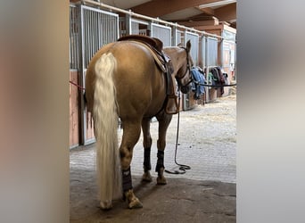 American Quarter Horse, Wallach, 5 Jahre, 151 cm, Palomino