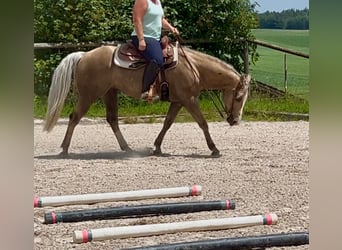 American Quarter Horse, Wallach, 5 Jahre, 151 cm, Palomino