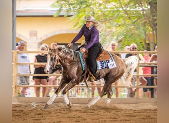 American Quarter Horse, Wallach, 5 Jahre, 151 cm, Palomino