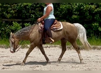 American Quarter Horse, Wallach, 5 Jahre, 151 cm, Palomino
