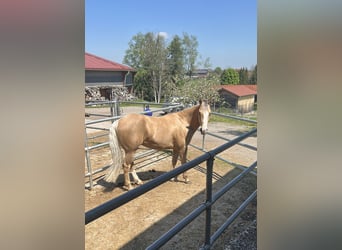 American Quarter Horse, Wallach, 5 Jahre, 151 cm, Palomino