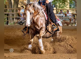 American Quarter Horse, Wallach, 5 Jahre, 151 cm, Palomino