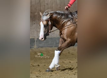 American Quarter Horse, Wallach, 5 Jahre, 151 cm, Palomino