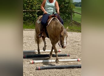 American Quarter Horse, Wallach, 5 Jahre, 151 cm, Palomino