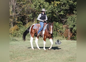 American Quarter Horse, Wallach, 5 Jahre, 151 cm, Tobiano-alle-Farben