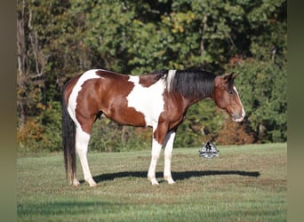 American Quarter Horse, Wallach, 5 Jahre, 151 cm, Tobiano-alle-Farben