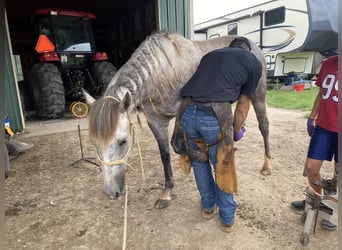 American Quarter Horse, Wallach, 5 Jahre, 152 cm, Apfelschimmel