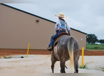 American Quarter Horse, Wallach, 5 Jahre, 152 cm, Apfelschimmel