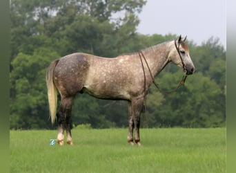 American Quarter Horse, Wallach, 5 Jahre, 152 cm, Apfelschimmel