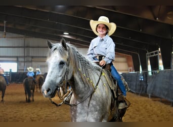 American Quarter Horse, Wallach, 5 Jahre, 152 cm, Apfelschimmel