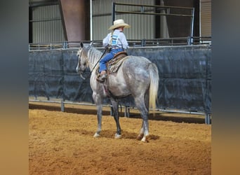 American Quarter Horse, Wallach, 5 Jahre, 152 cm, Apfelschimmel