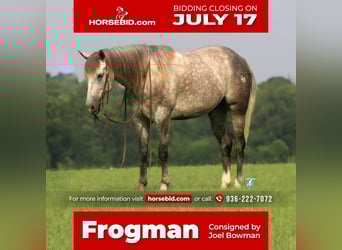 American Quarter Horse, Wallach, 5 Jahre, 152 cm, Apfelschimmel