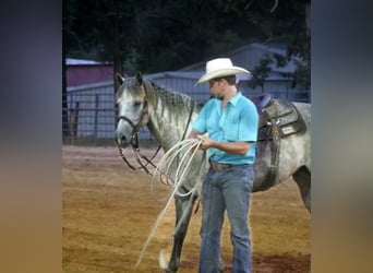 American Quarter Horse, Wallach, 5 Jahre, 152 cm, Apfelschimmel