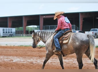 American Quarter Horse, Wallach, 5 Jahre, 152 cm, Apfelschimmel