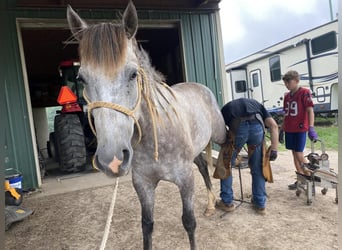 American Quarter Horse, Wallach, 5 Jahre, 152 cm, Apfelschimmel