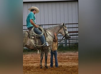 American Quarter Horse, Wallach, 5 Jahre, 152 cm, Apfelschimmel